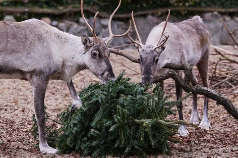 Im Berliner Zoo werden Weihnachtsbäume nach den Feiertagen unter anderem an Rentiere verfüttert