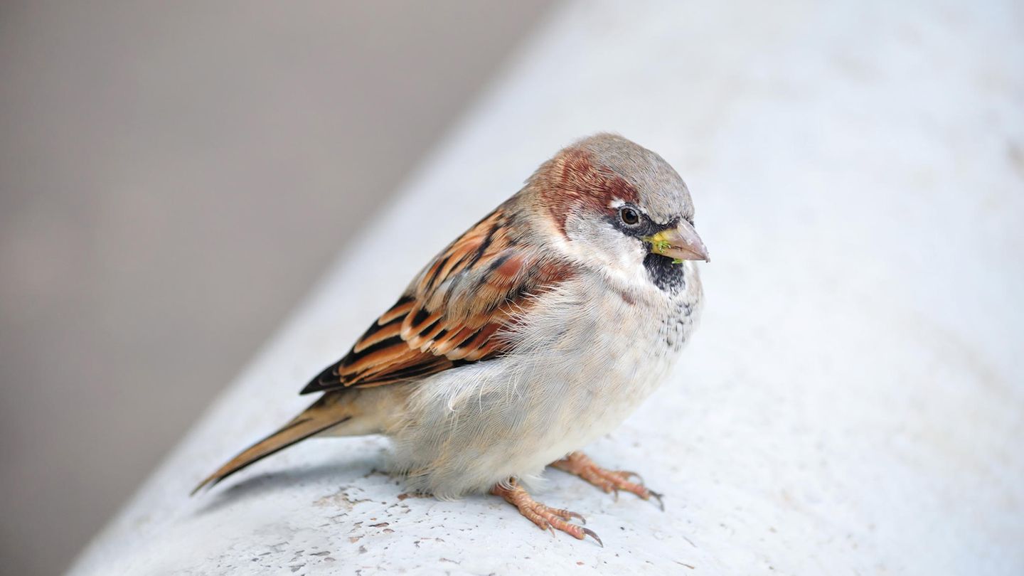 Gast bei der Vogelzählung: Ein Haussperling-Männchen sitzt auf einem weißen Rohr