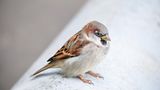 Gast bei der Vogelzählung: Ein Haussperling-Männchen sitzt auf einem weißen Rohr