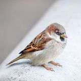 Gast bei der Vogelzählung: Ein Haussperling-Männchen sitzt auf einem weißen Rohr