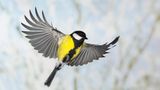 Häufiger Gast bei der Vogelzählung Ein Kohlmeisenmännchen im Flug mit gespreizten Flügeln zeigt seinen gelb-schwarzen Bauch