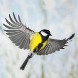 Häufiger Gast bei der Vogelzählung Ein Kohlmeisenmännchen im Flug mit gespreizten Flügeln zeigt seinen gelb-schwarzen Bauch