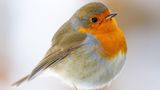 Beliebt bei der Vogelzählung: ein sitzendes Rotkehlchen mit orangefarbener Brust