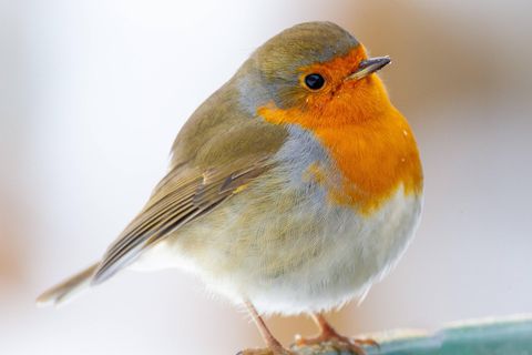 Beliebt bei der Vogelzählung: ein sitzendes Rotkehlchen mit orangefarbener Brust