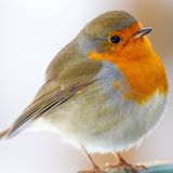 Beliebt bei der Vogelzählung: ein sitzendes Rotkehlchen mit orangefarbener Brust