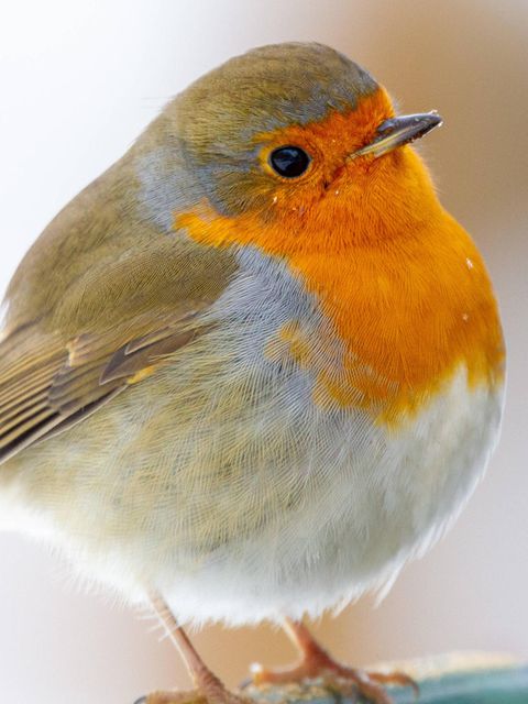 Beliebt bei der Vogelzählung: ein sitzendes Rotkehlchen mit orangefarbener Brust