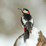 Gast der Vogelzählung: Ein Buntspecht sitzt auf einen schneebedeckten Holzstamm