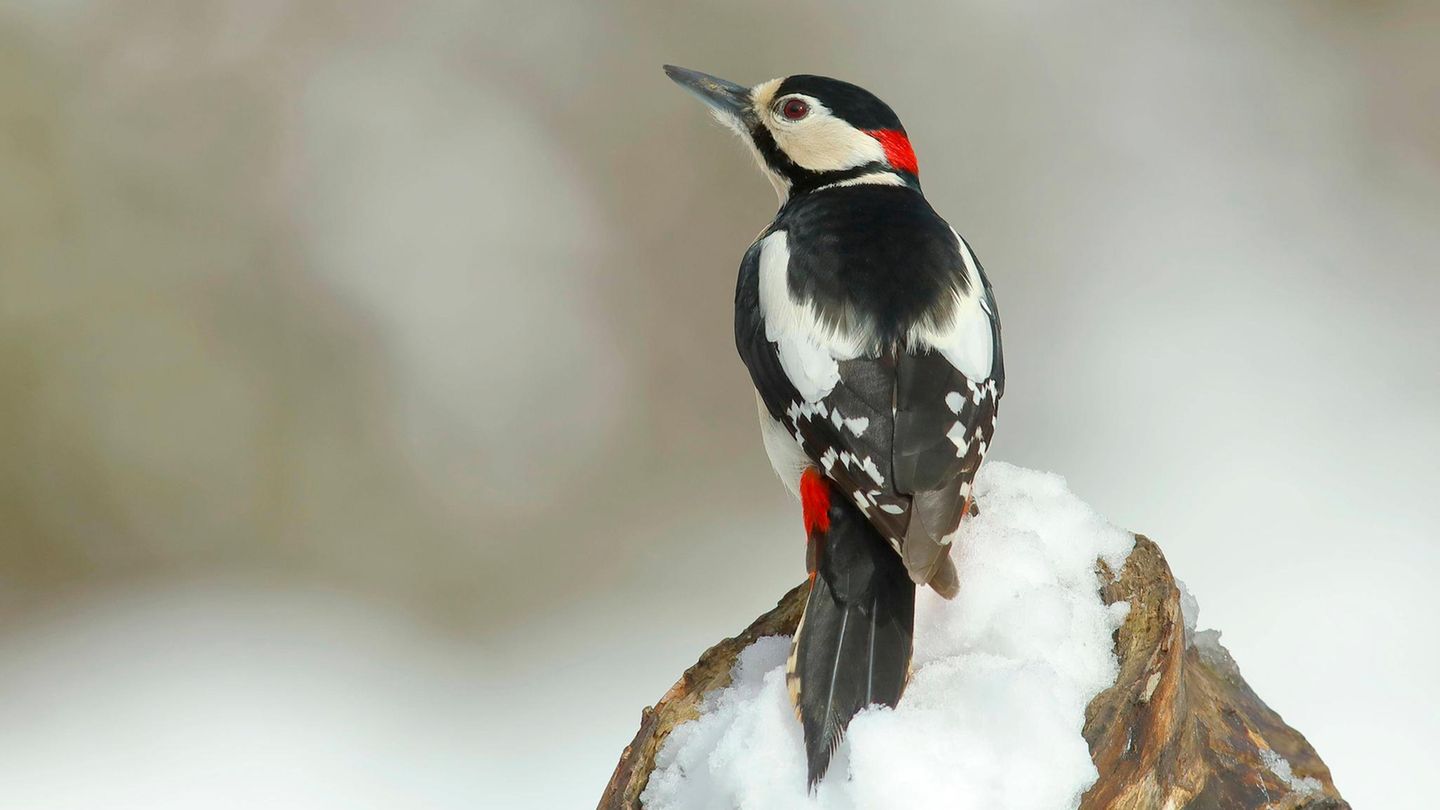 Gast der Vogelzählung: Ein Buntspecht sitzt auf einen schneebedeckten Holzstamm