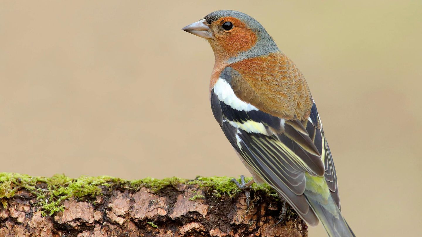 Bunter Gast der Vogelzählung: ein Buchfink-Mänchen sitzt auf einem mit Moos bewachsenen Baumstamm