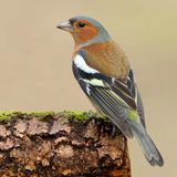 Bunter Gast der Vogelzählung: ein Buchfink-Mänchen sitzt auf einem mit Moos bewachsenen Baumstamm