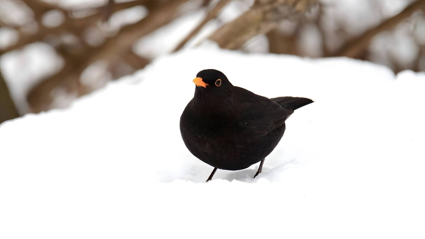 Eine schwarzes Amselmännchen hockt im Schnee und blickt in die Kamera