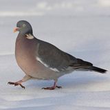 Eine Ringeltaube läuft über den Schnee