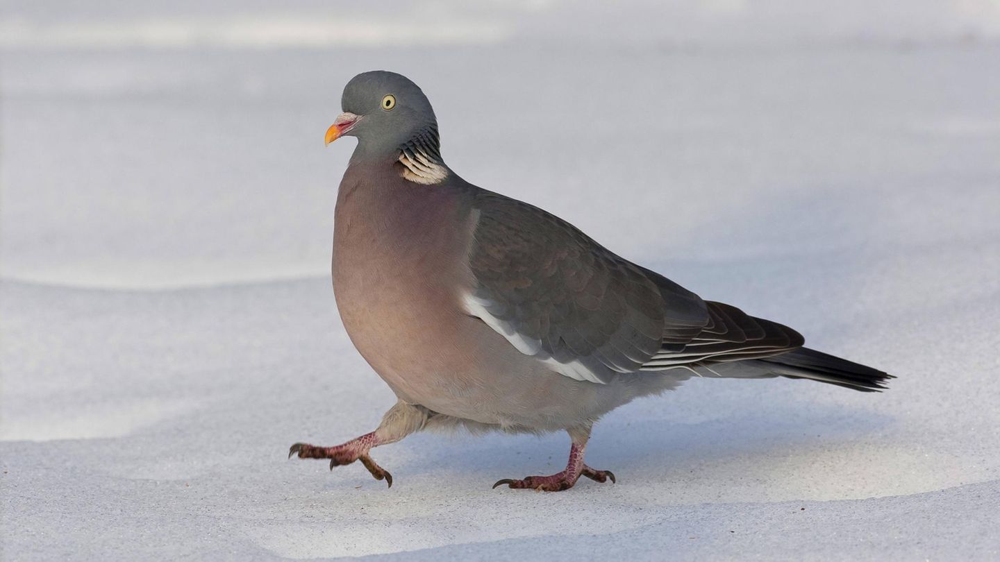 Eine Ringeltaube läuft über den Schnee