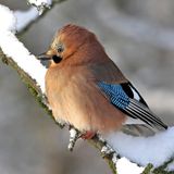 Ein aufgeplusteter Eichelhäher sitzt auf einem mit Schnee bedeckten Ast