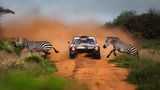Sportfoto: Zwei Zebras rennen vor einem Rennauto über die Straße