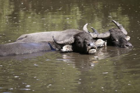 Brandenburg: Zwei Wasserbüffel im braunen See
