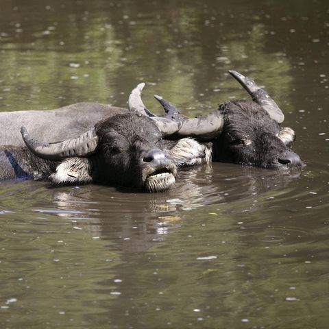 Brandenburg: Zwei Wasserbüffel im braunen See