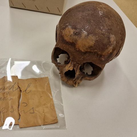 Kleopatras Schwester Schädelfund aus Ephesos