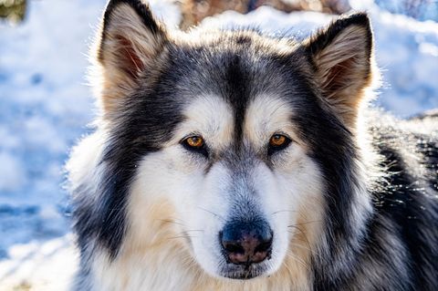 Mehrere Hunde der Rasse Alaskan Malamute gingen auf das Kind los