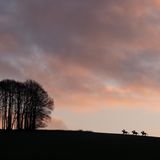 Sportofoto: Drei Reiter am Horizont neben einem Waldstück