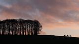 Sportofoto: Drei Reiter am Horizont neben einem Waldstück