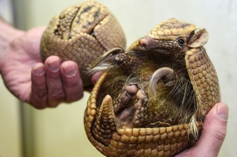 Gürteltiermutter mit Kind in einem Zoo