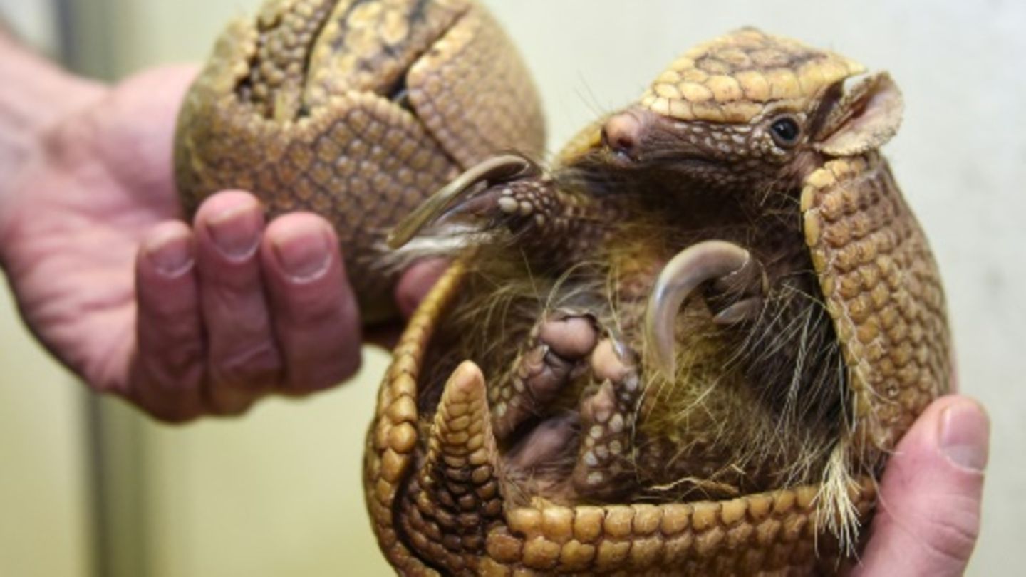 Gürteltiermutter mit Kind in einem Zoo