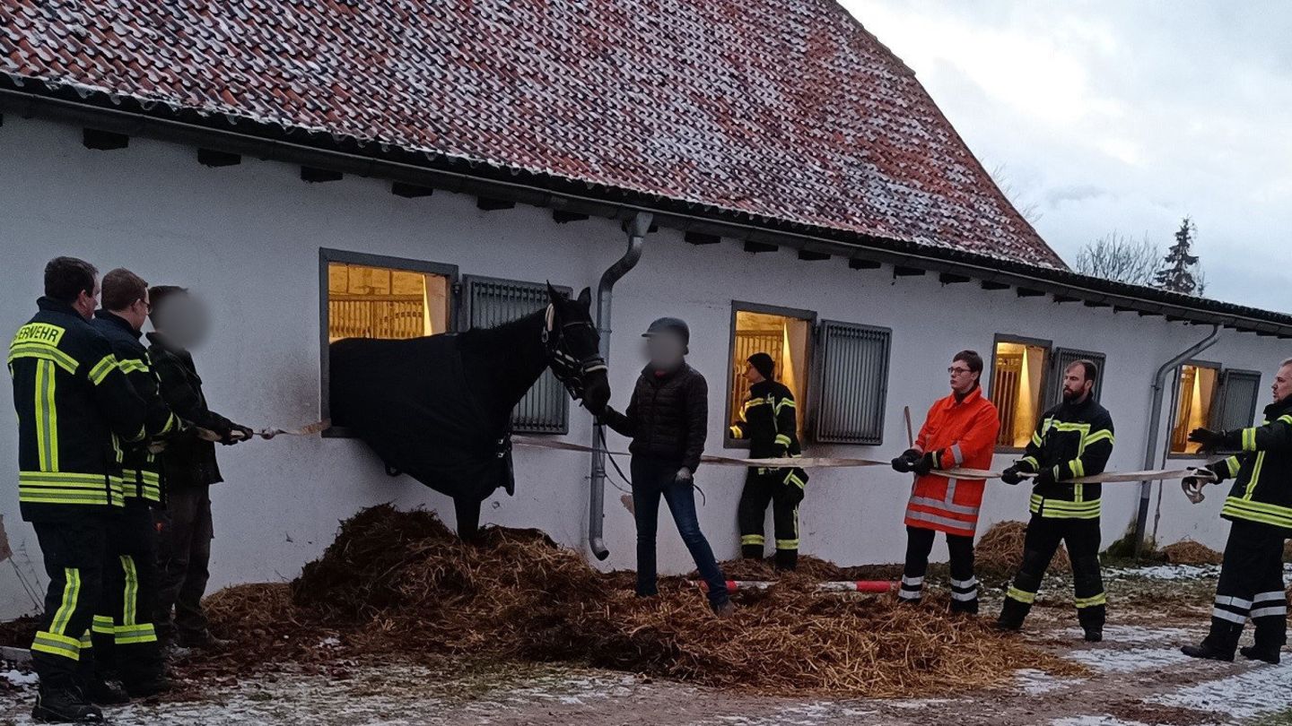 Ein Pferd will durch das Stallfenster fliehen und bleibt stecken. Dabei guckt der Körper des Tiers zur Hälfte aus dem Fenster.
