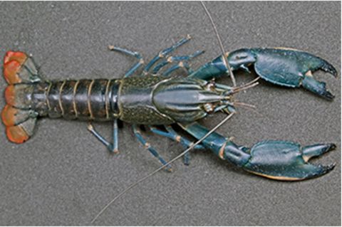 Zoologie: die Flusskrebsart "Cherax pulverulentus"