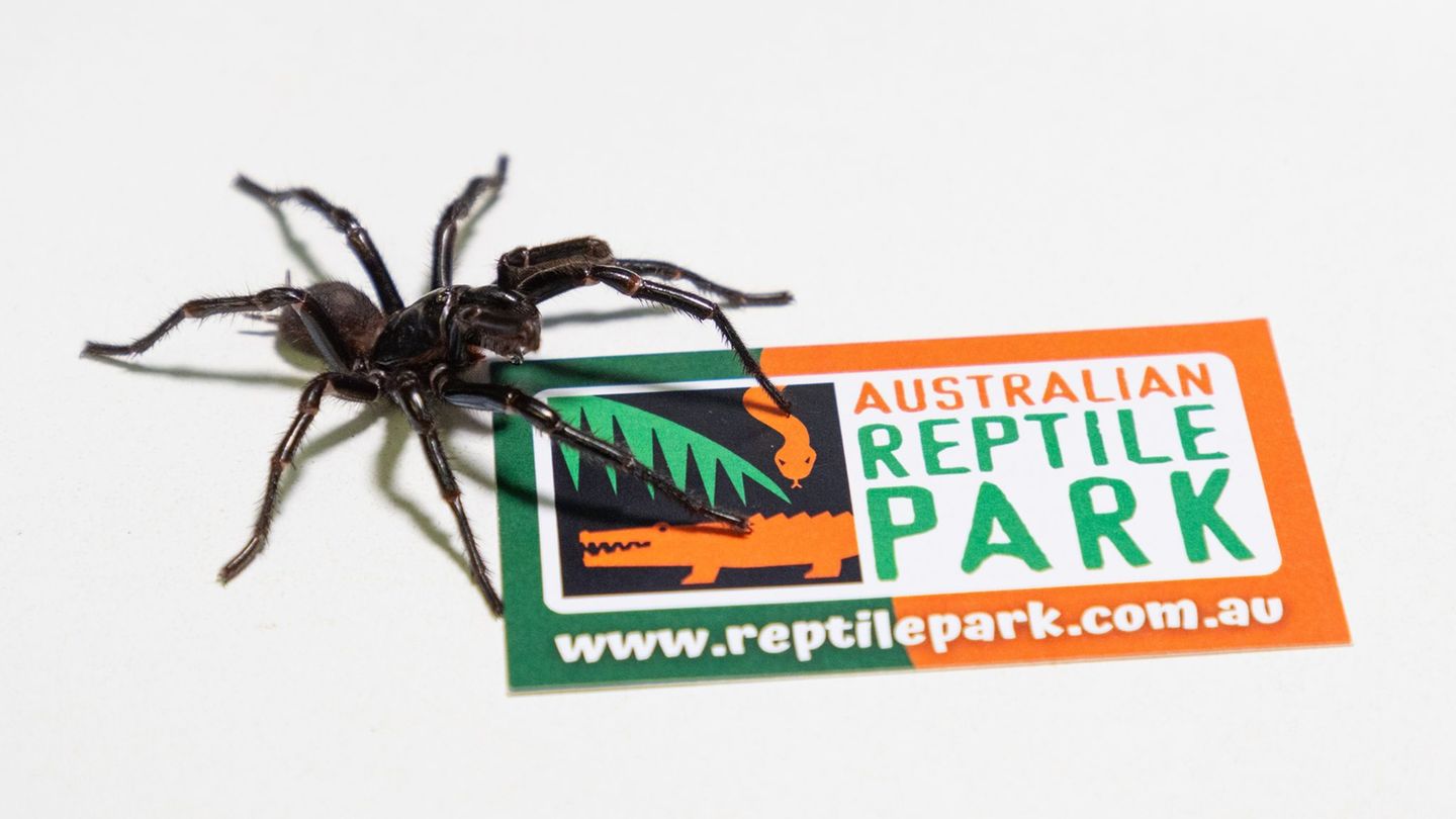 Sydney-Trichternetzspinne: Australien: Giftigste Spinne der Welt besteht aus drei Arten