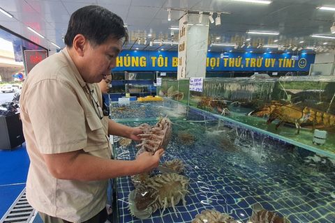 Ein Professor bei der Untersuchung von Riesenasseln auf einem Fischmarkt in Hanoi.