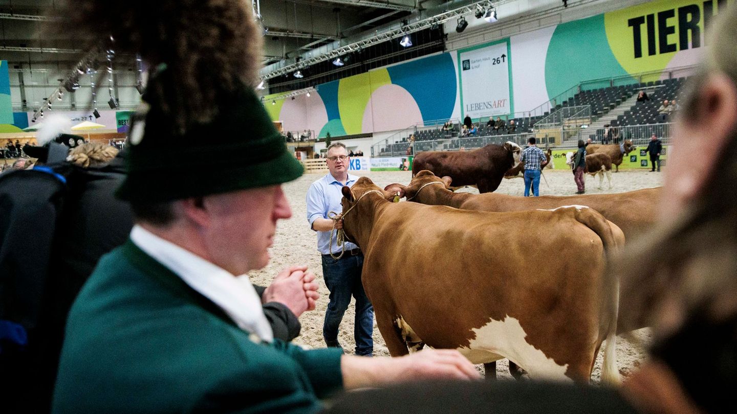 Treffen der Landwirte: Wegen Tierseuche: Agrarbranche vor Grüner Woche unter Druck