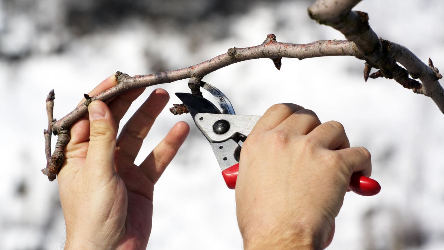 Obstbäume schneiden im Winter: Das sind die richtigen Werkzeuge