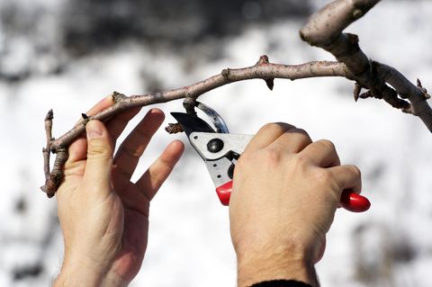 Obstbäume schneiden im Winter: Das sind die richtigen Werkzeuge