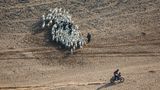 Ein Wettkämpfer fährt an einer Schafherde vorbei, während er die ansonsten einsamen Weiten der Steppe durchquert