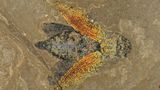 Prachtkäfer Messel Fossil