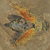 Prachtkäfer Messel Fossil