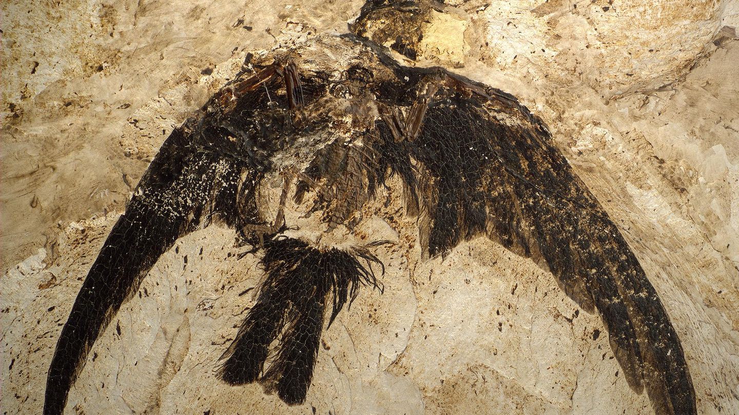 Vogel Fossil Messel