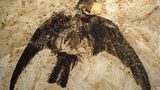 Vogel Fossil Messel