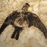 Vogel Fossil Messel