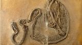 Messel Fossil Schlange