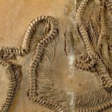 Messel Fossil Schlange