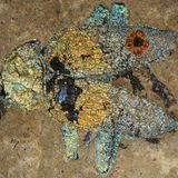 Fossil bunter Käfer Grube Messel