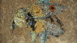 Fossil bunter Käfer Grube Messel