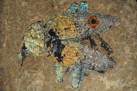 Fossil bunter Käfer Grube Messel