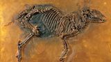 Urpferchen Fossil Grube Messel