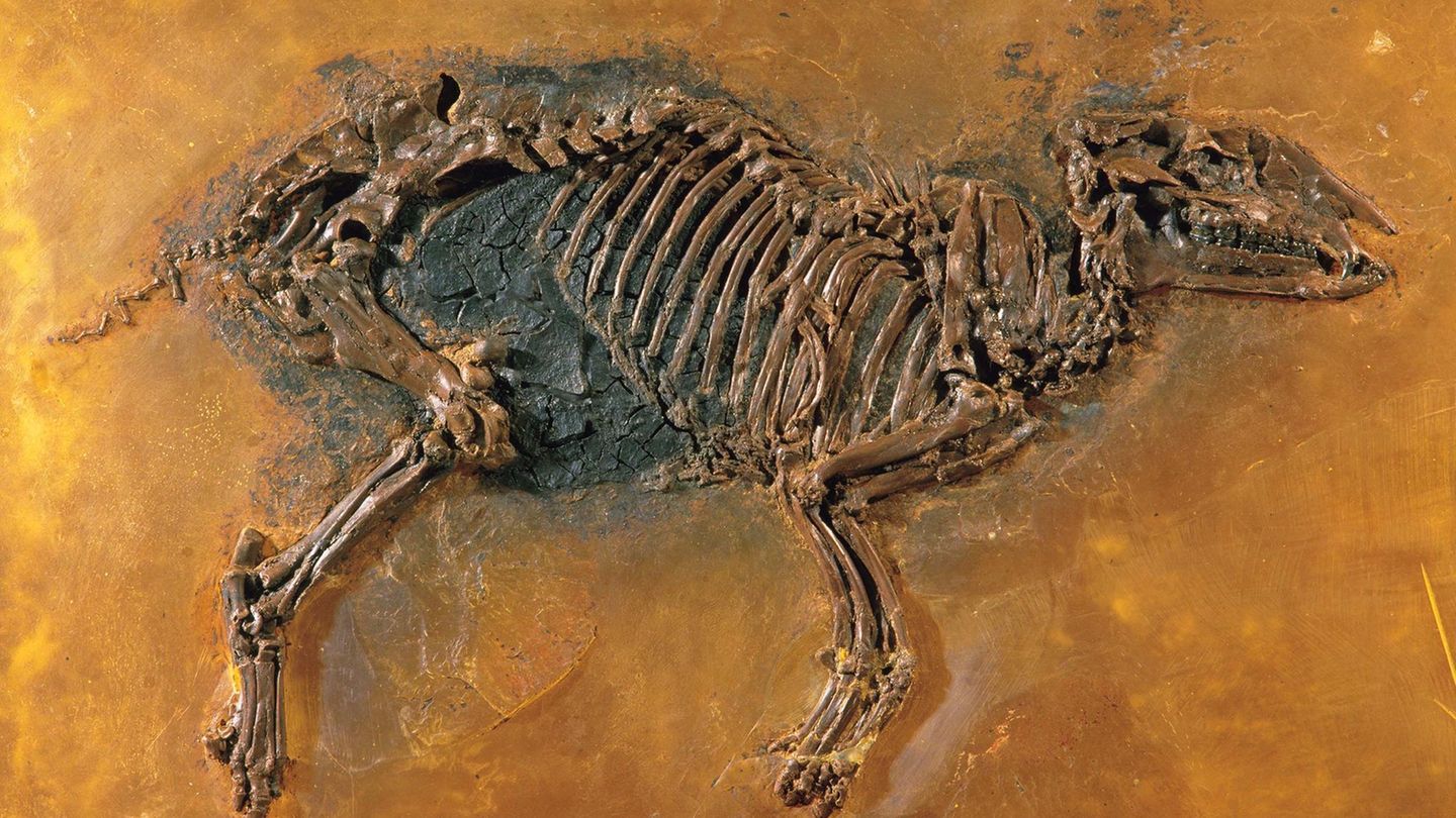 Urpferchen Fossil Grube Messel