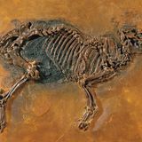 Urpferchen Fossil Grube Messel