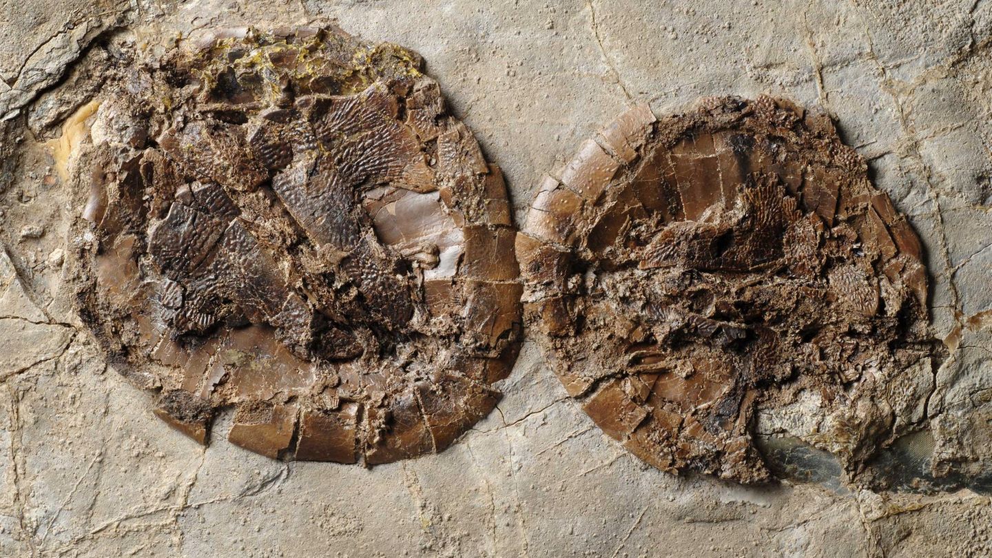 Schildkröten Fossil Messel