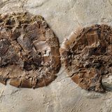 Schildkröten Fossil Messel